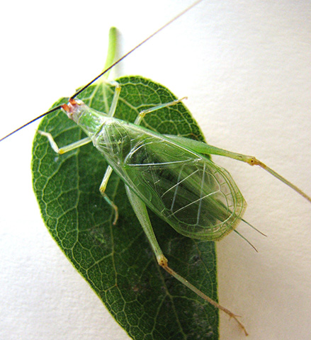 image of Oecanthus varicornis