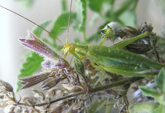 image of Oecanthus forbesi