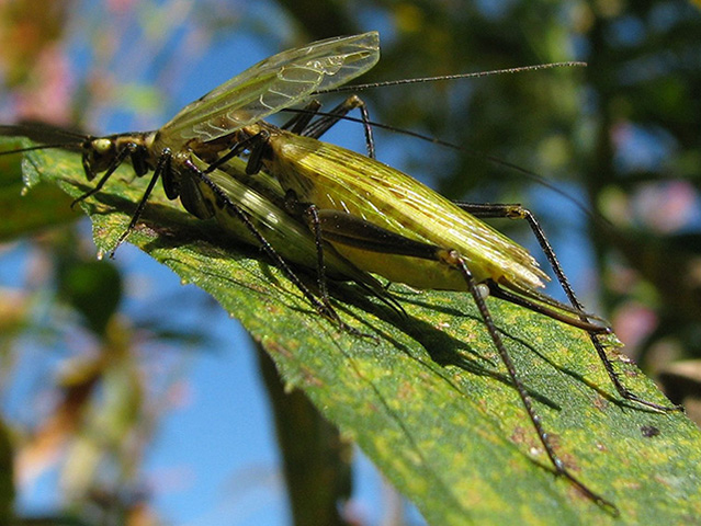 image of Oecanthus forbesi