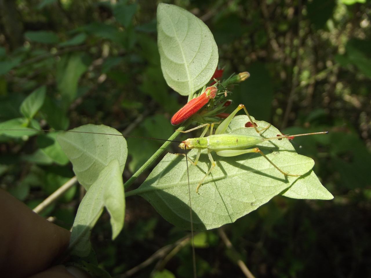 image of Oecanthus major