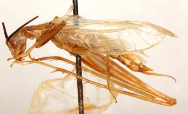 image of Oecanthus major