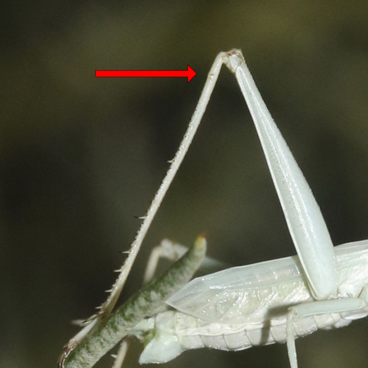 femora, Oecanthus beameri