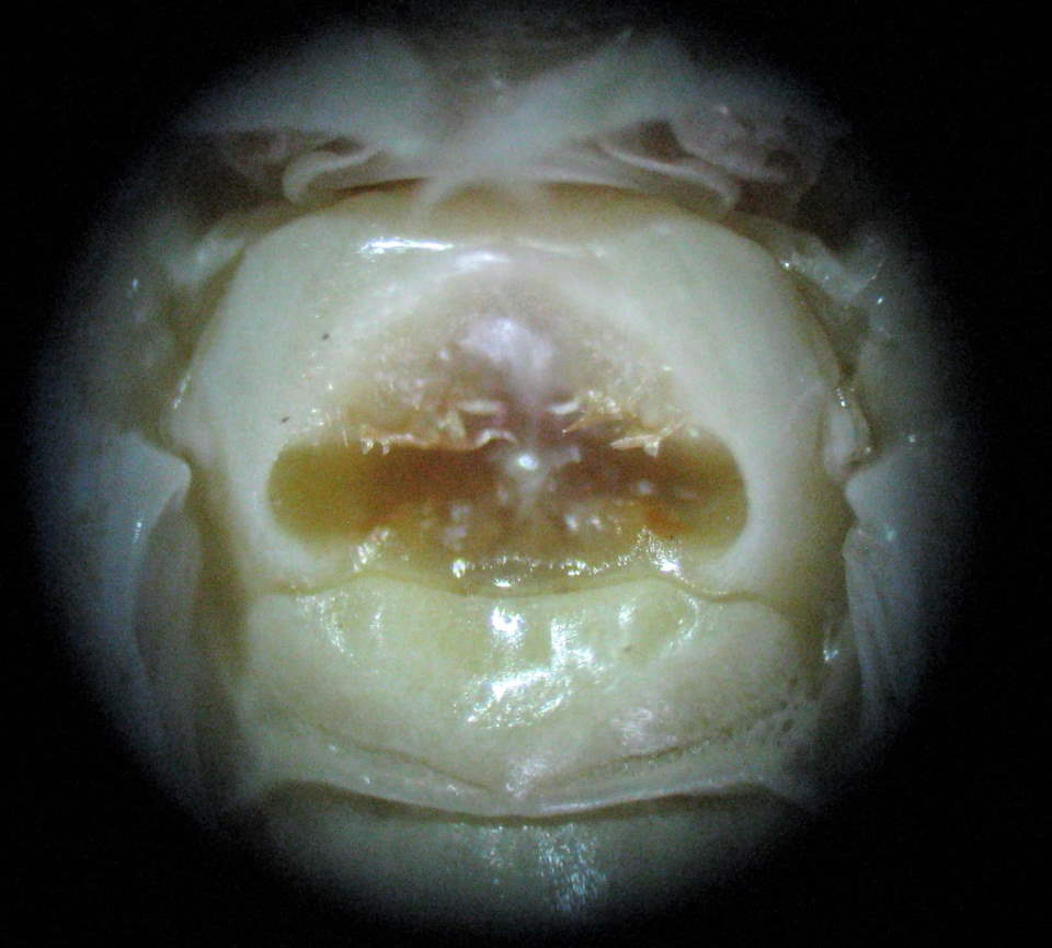 metanotal gland Oecanthus beameri