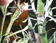 oviposition marks on sage