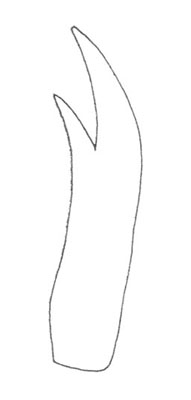 image of Neoxabea bipunctata