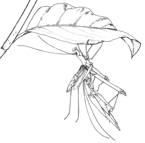 image of Neoxabea bipunctata