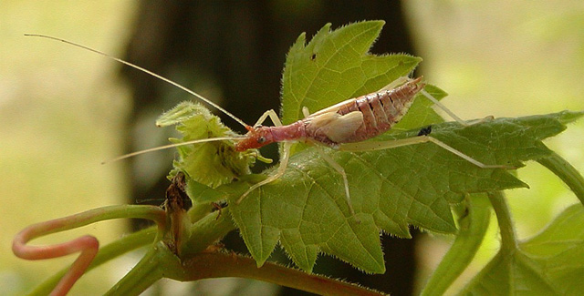 image of Neoxabea bipunctata