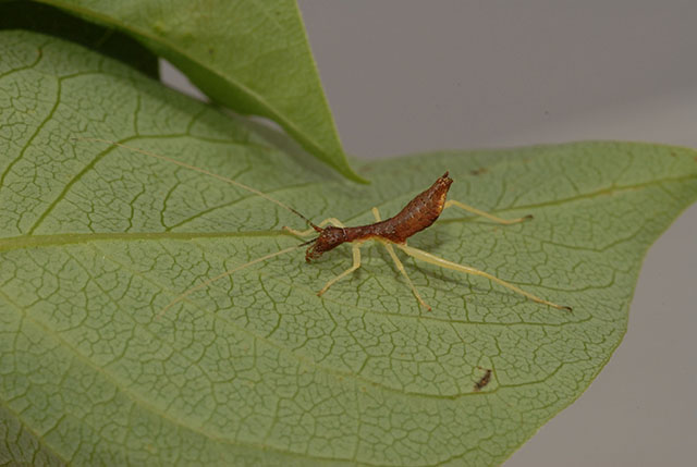 image of Neoxabea bipunctata