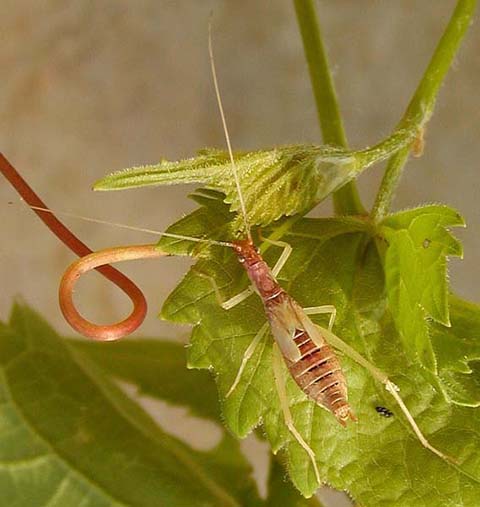 image of Neoxabea bipunctata