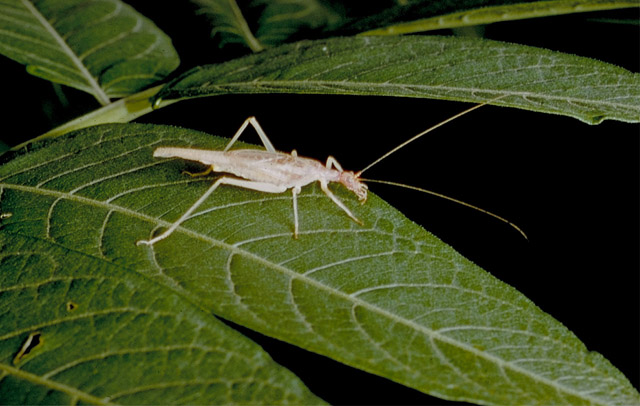 image of Neoxabea bipunctata