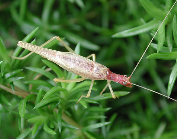 image of Neoxabea bipunctata
