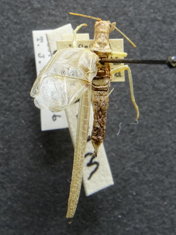 image of Neoxabea formosa