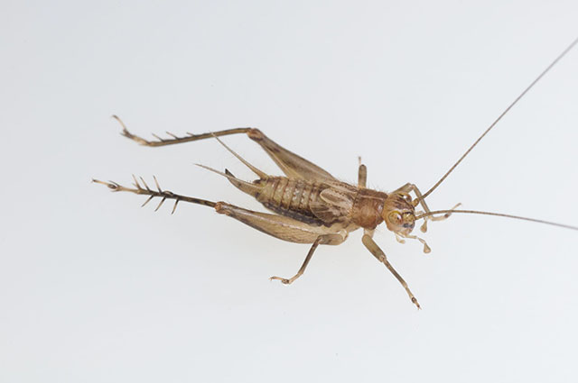 image of Anaxipha tinnula