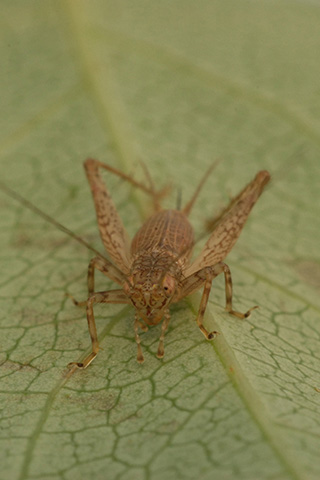 image of Anaxipha rosamacula