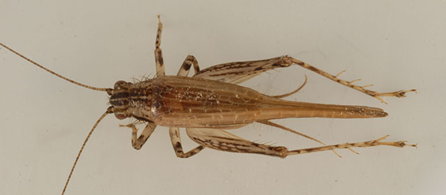 image of Anaxipha fultoni