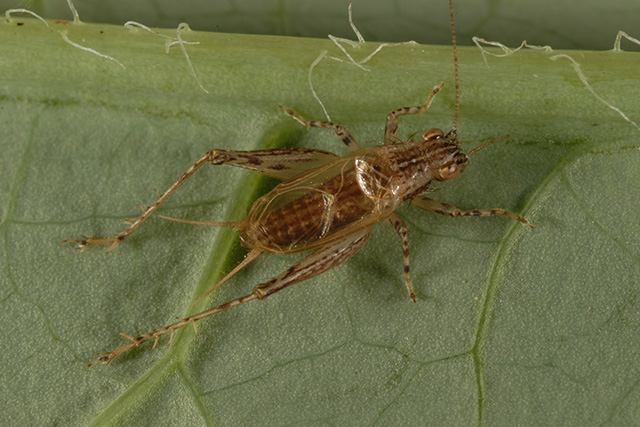 image of Anaxipha fultoni