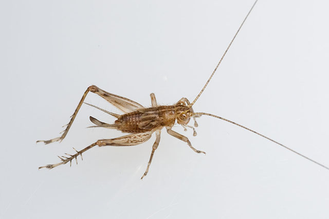 image of Anaxipha tinnulenta