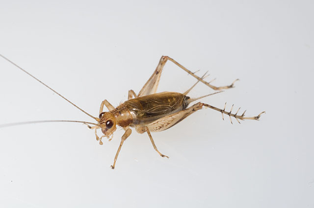 image of Anaxipha tinnulacita