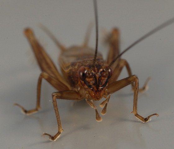 image of Anaxipha tinnulacita