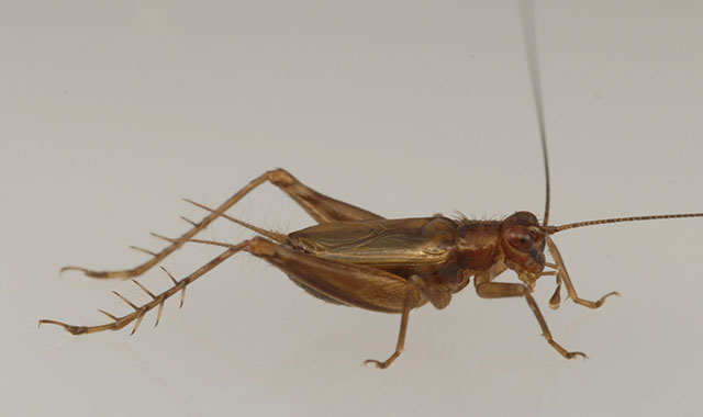 image of Anaxipha tinnulacita