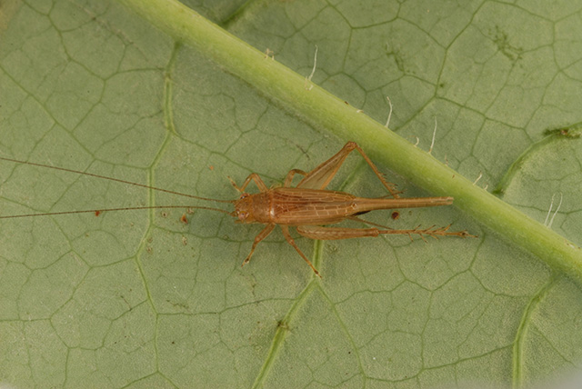 image of Anaxipha delicatula