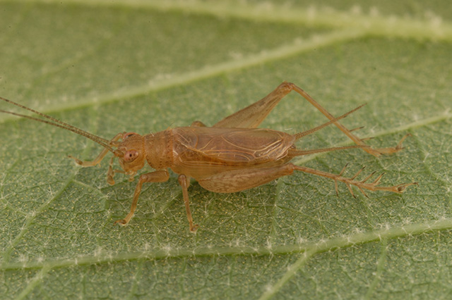 image of Anaxipha delicatula