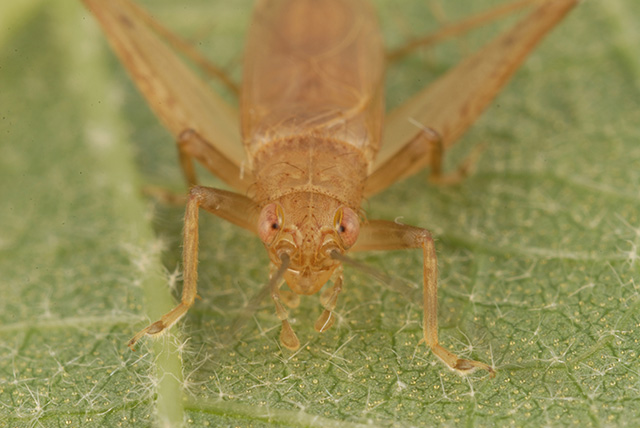 image of Anaxipha delicatula