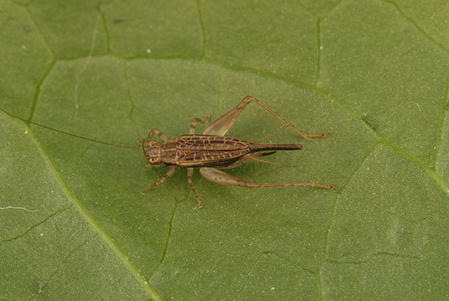image of Anaxipha imitator