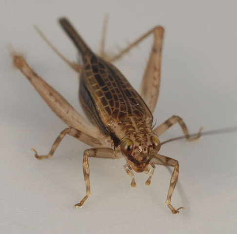 image of Anaxipha imitator