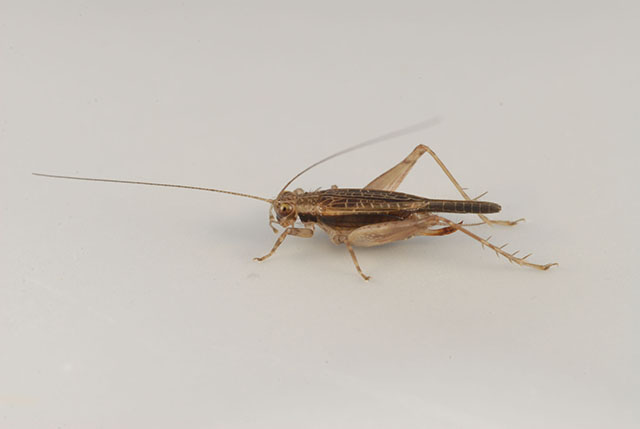 image of Anaxipha imitator