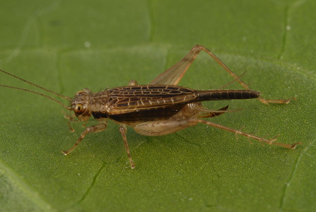 image of Anaxipha imitator