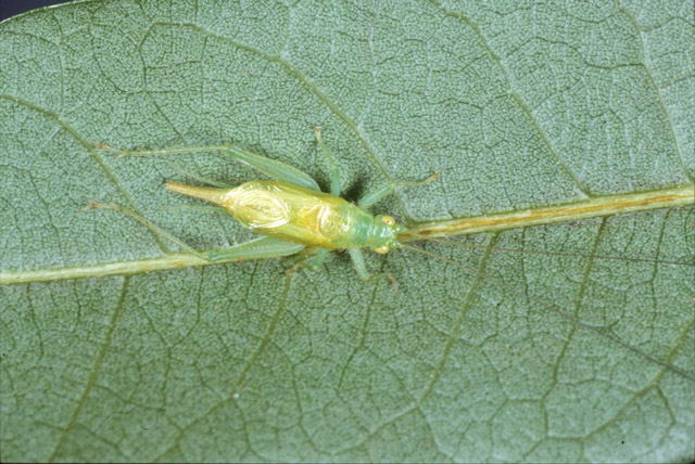 image of Cyrtoxipha columbiana