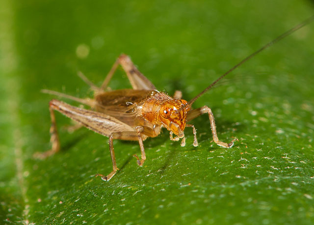 image of Anaxipha thomasi