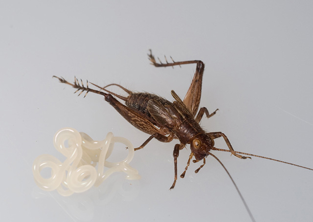 image of Anaxipha vernalis