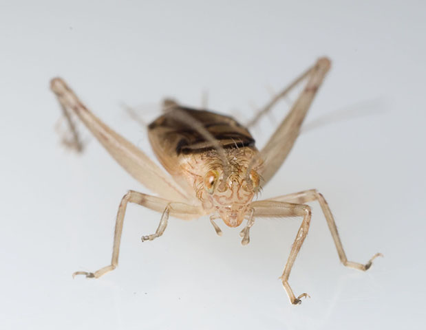 image of Anaxipha calusa