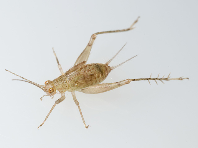 image of Anaxipha calusa