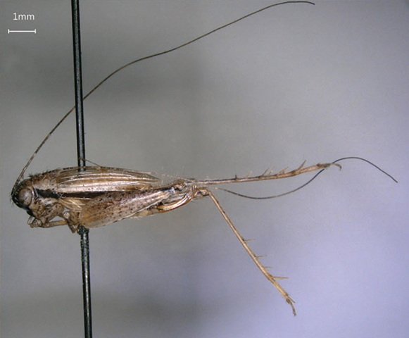 image of Anaxipha hyalicetra