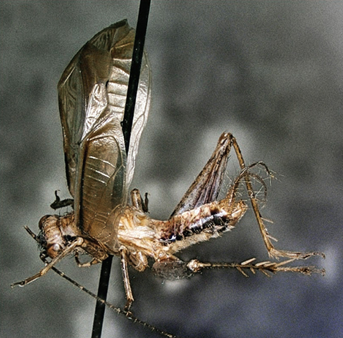 image of Anaxipha hyalicetra