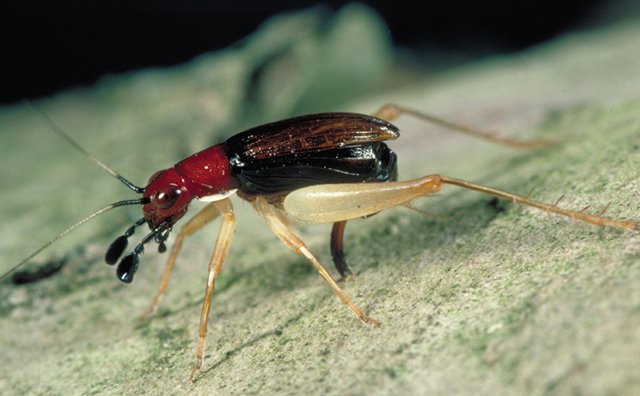 image of Phyllopalpus pulchellus