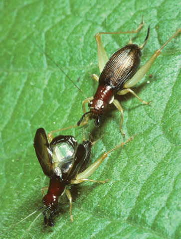 image of Phyllopalpus pulchellus