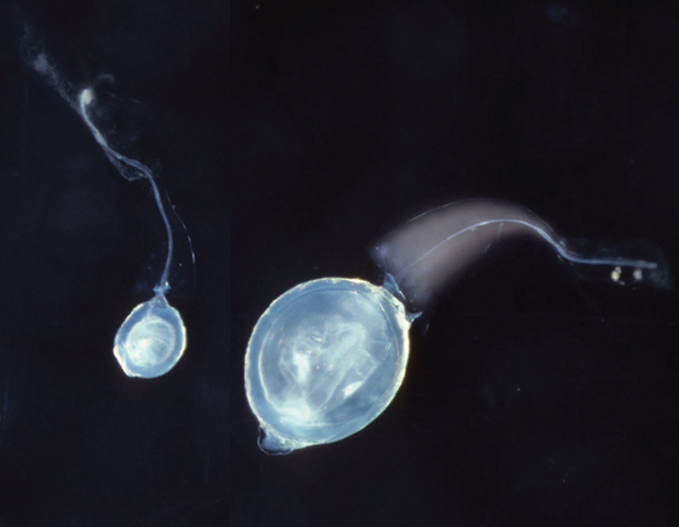 image of Phyllopalpus pulchellus