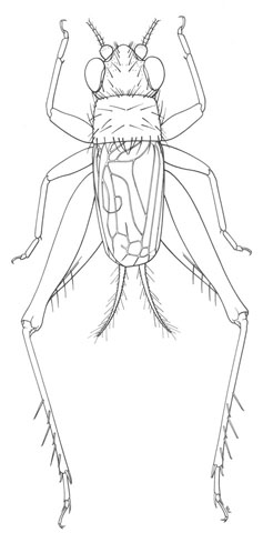 image of Falcicula hebardi