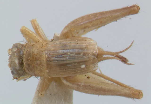 image of Falcicula hebardi