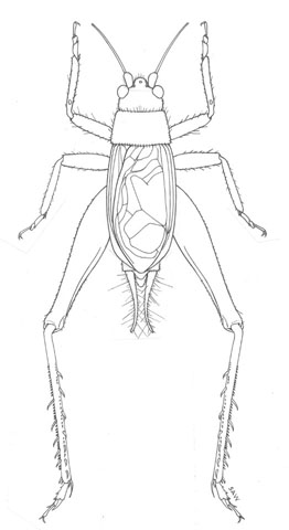 image of Hapithus agitator