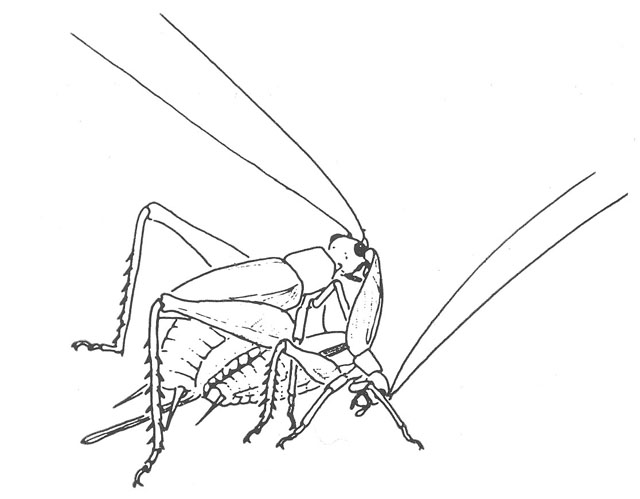 image of Hapithus agitator