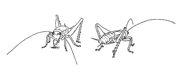 image of Hapithus agitator