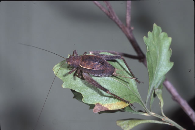 image of Hapithus agitator