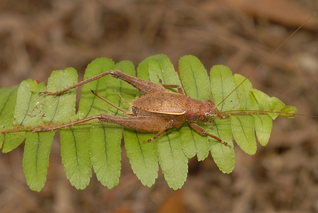 image of Hapithus agitator