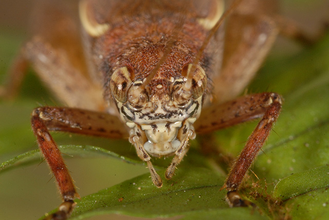 image of Hapithus agitator