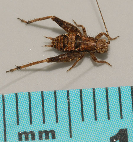 image of Hapithus agitator